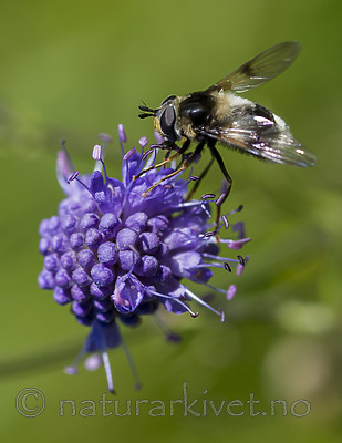 BB 13 0585 / Succisa pratensis / Blåknapp